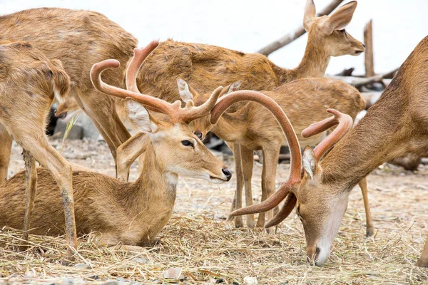 Deer Zoo — Stock Photo, Image