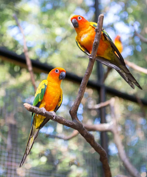 Retrato Pájaros Guacamayos Zoológico —  Fotos de Stock