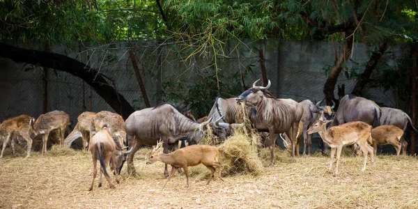 Cerfs Dans Zoo — Photo