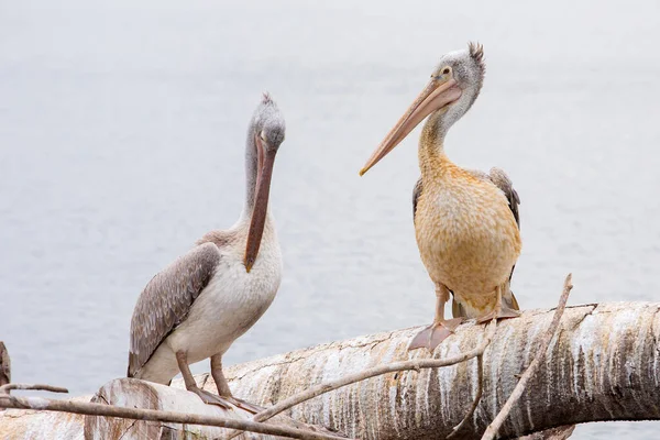 Belos Pelicanos Zoológico — Fotografia de Stock