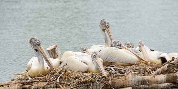 Hayvanat Bahçesindeki Güzel Pelikanlar — Stok fotoğraf