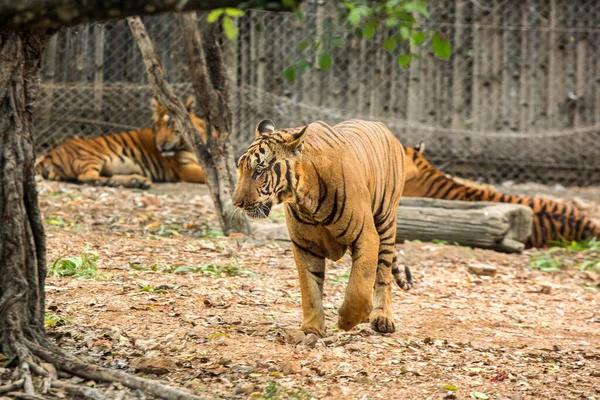 Hayvanat Bahçesindeki Kaplanlar Yaklaşıyor — Stok fotoğraf