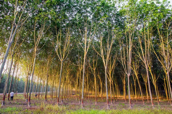 Bambusträd Skogen — Stockfoto