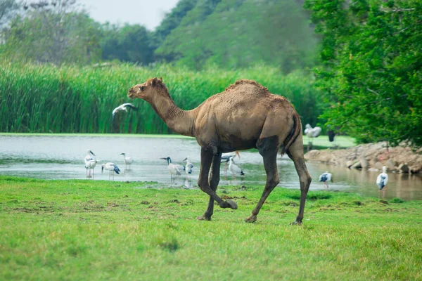 Camello Zoológico —  Fotos de Stock