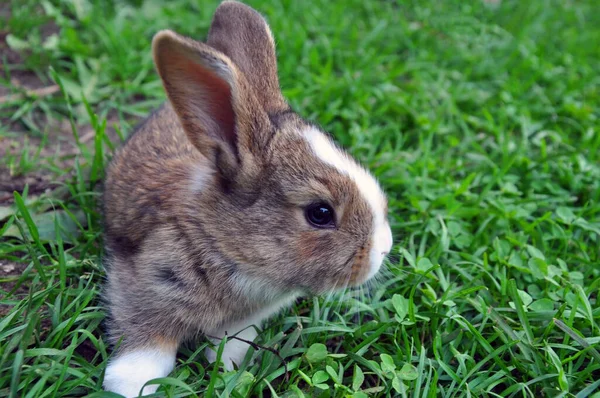Lindo Conejo Cottontail Conejo Comiendo Hierba Jardín Fondo Verde Natural —  Fotos de Stock