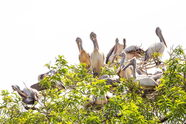 Pelicanos Ninho — Fotografia de Stock