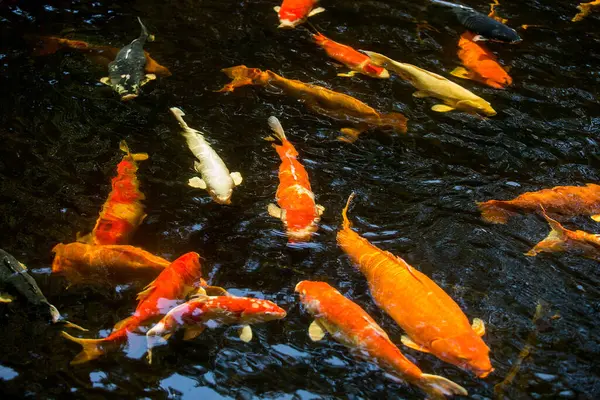 池塘里的鱼 — 图库照片