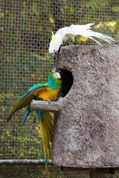 Hayvanat Bahçesindeki Papağan Kuşlarının Portresi — Stok fotoğraf