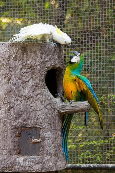 Hayvanat Bahçesindeki Papağan Kuşlarının Portresi — Stok fotoğraf