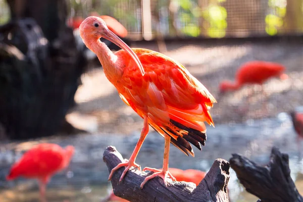 Scarlet Ibis Perto — Fotografia de Stock