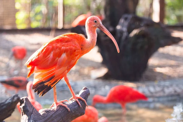 Scarlet Ibis Perto — Fotografia de Stock