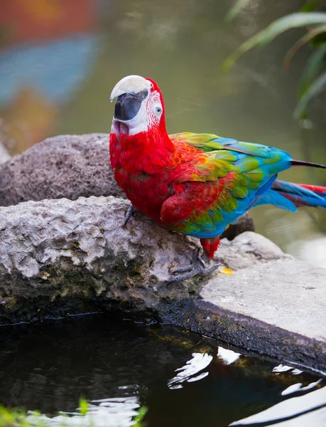 Macaw Parrot Eating Nature — Stock Photo, Image