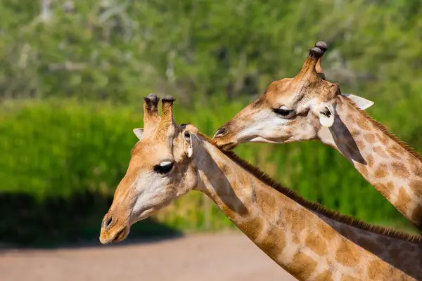 Girafas Cabeças Perto — Fotografia de Stock