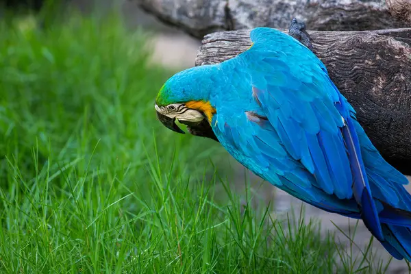 Aras Blauer Und Gelber Ara Auf Dem Hintergrund Der Natur — Stockfoto