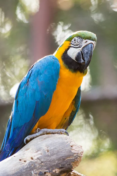 Papuga Ara Niebieski Żółty Tle Przyrody — Zdjęcie stockowe
