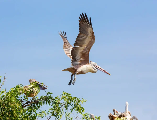 Pelican Vliegen Naar Zijn Nest — Stockfoto