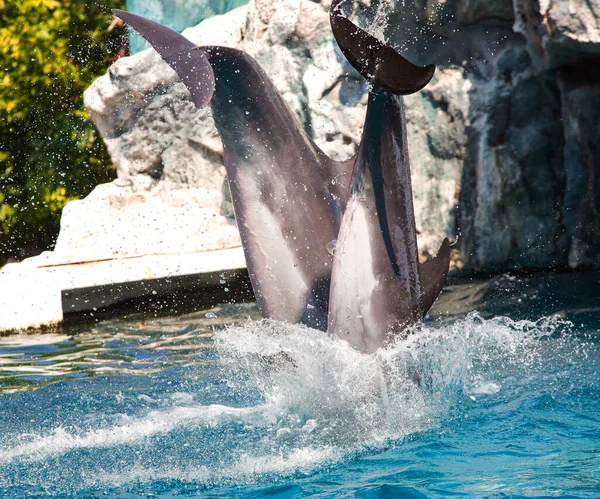 Los Delfines Están Saltando Durante Espectáculo — Foto de Stock