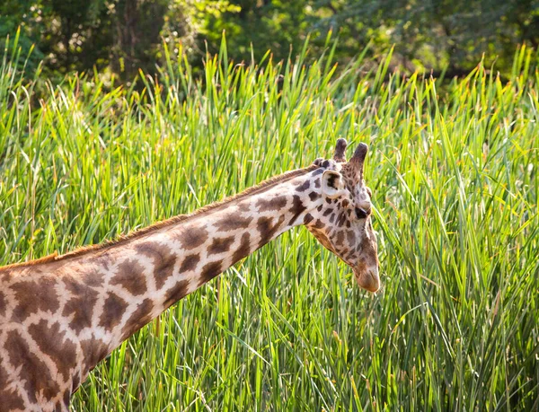 Beautiful giraffe in nature habitat