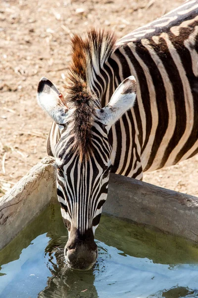 Zebra Hayvanat Bahçesi Portresi — Stok fotoğraf