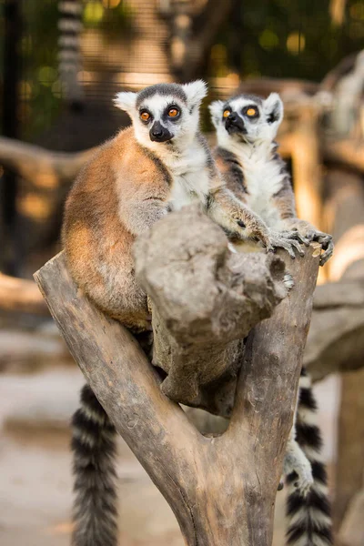 Όμορφη Οικογένεια Λεμούριων Φωτογραφίζεται Από Κοντά Στο Ζωολογικό Κήπο — Φωτογραφία Αρχείου
