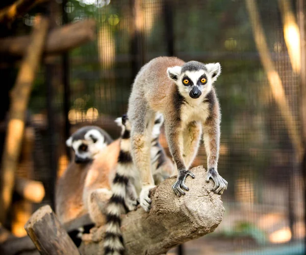 Krásná Rodina Lemur Fotografován Close Zoo — Stock fotografie