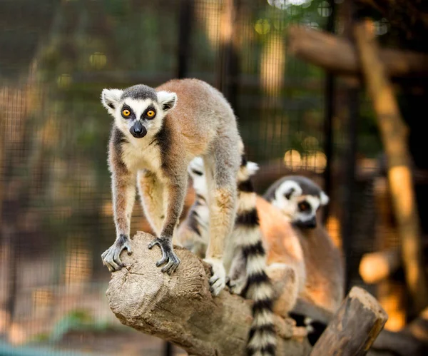 Красивая Семья Лемуров Фотографируется Крупным Планом Зоопарке — стоковое фото