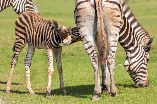 Ritratto Zebra Nello Zoo — Foto Stock