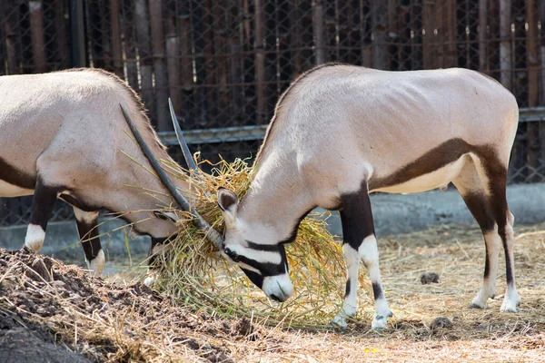 Oryx Gazella Zoo — Stock Photo, Image