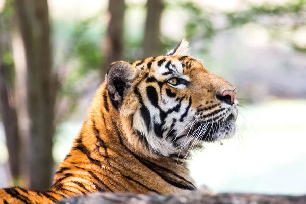 Tigre Bengala Descansando Perto — Fotografia de Stock