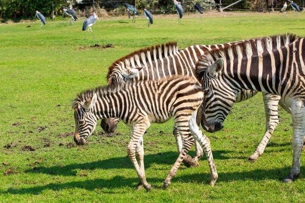 Zebra Hayvanat Bahçesi Portresi — Stok fotoğraf