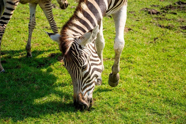Zebra Állatkertben Portréja — Stock Fotó