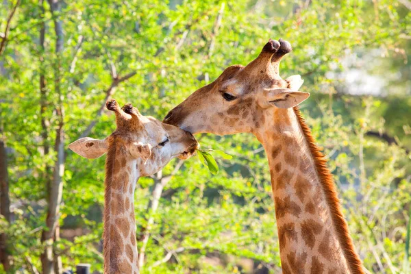 Giraffenköpfe Aus Nächster Nähe — Stockfoto