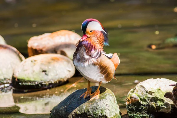 Zbliżenie Widok Słodkie Mandarin Kaczka Zoo — Zdjęcie stockowe