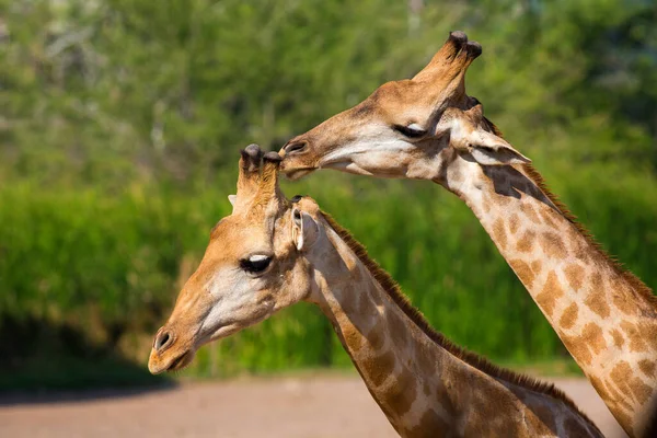Giraffes Heads Close — Stock Photo, Image