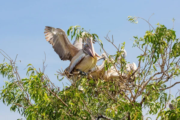 Pelikane Nest — Stockfoto