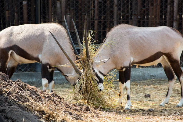 Oryx Gazellas Zoo — Stock Photo, Image