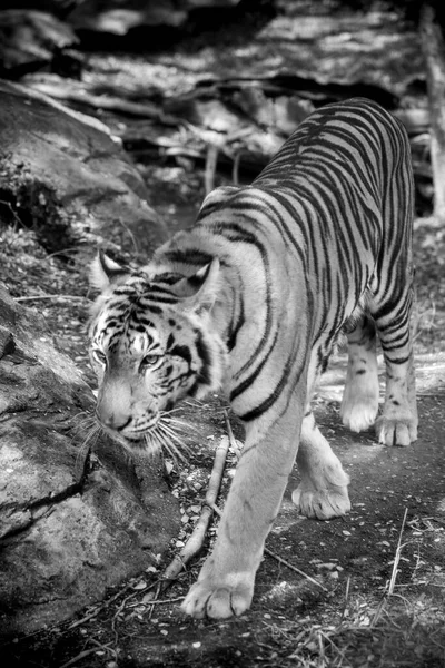 Бенгальский Тигр Отдыхает Вблизи — стоковое фото