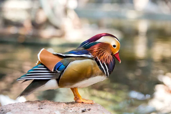 Vue Rapprochée Canard Mandarin Mignon Dans Zoo — Photo