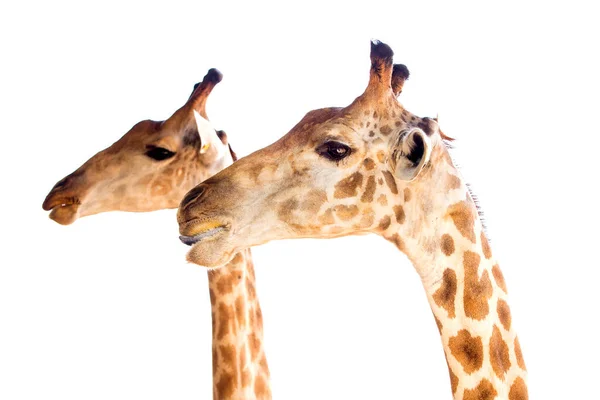 Girafas Cabeças Perto — Fotografia de Stock