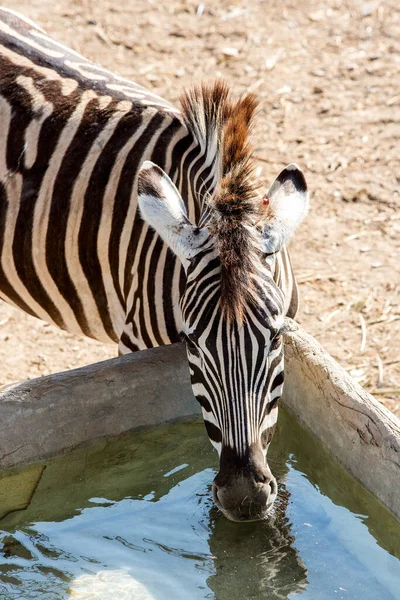 Zbliżenie Strzał Zebra Zoo — Zdjęcie stockowe