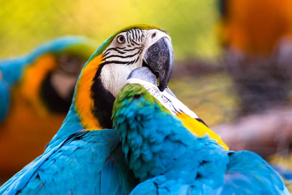 Retrato Aves Arara Zoológico — Fotografia de Stock