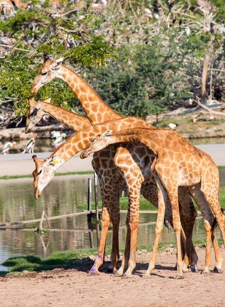 Giraffen Zoo — Stockfoto