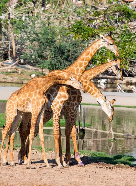 Girafas Zoológico — Fotografia de Stock