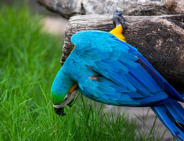 Macaws าและส เหล Macaw บนพ นหล งธรรมชาต — ภาพถ่ายสต็อก