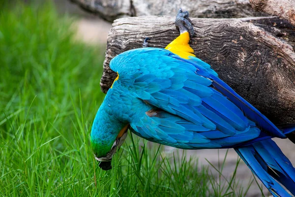 鹦鹉蓝色和黄色鹦鹉在自然背景 — 图库照片