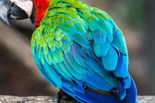 Beautiful colored parrot wild in jungle