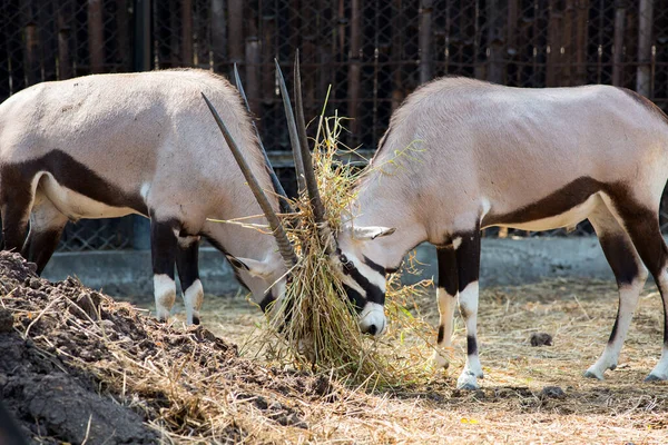 Oryx Gazelles Zoo — Stock Photo, Image