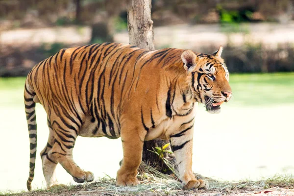 Бенгальский Тигр Отдыхает Вблизи — стоковое фото