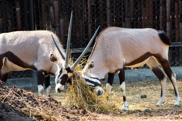 Gacelas Oryx Zoológico —  Fotos de Stock