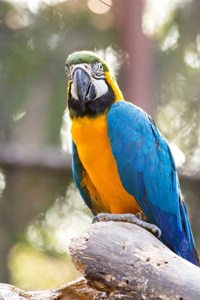 Macaws Blue Yellow Macaw Nature Background — Stock Photo, Image